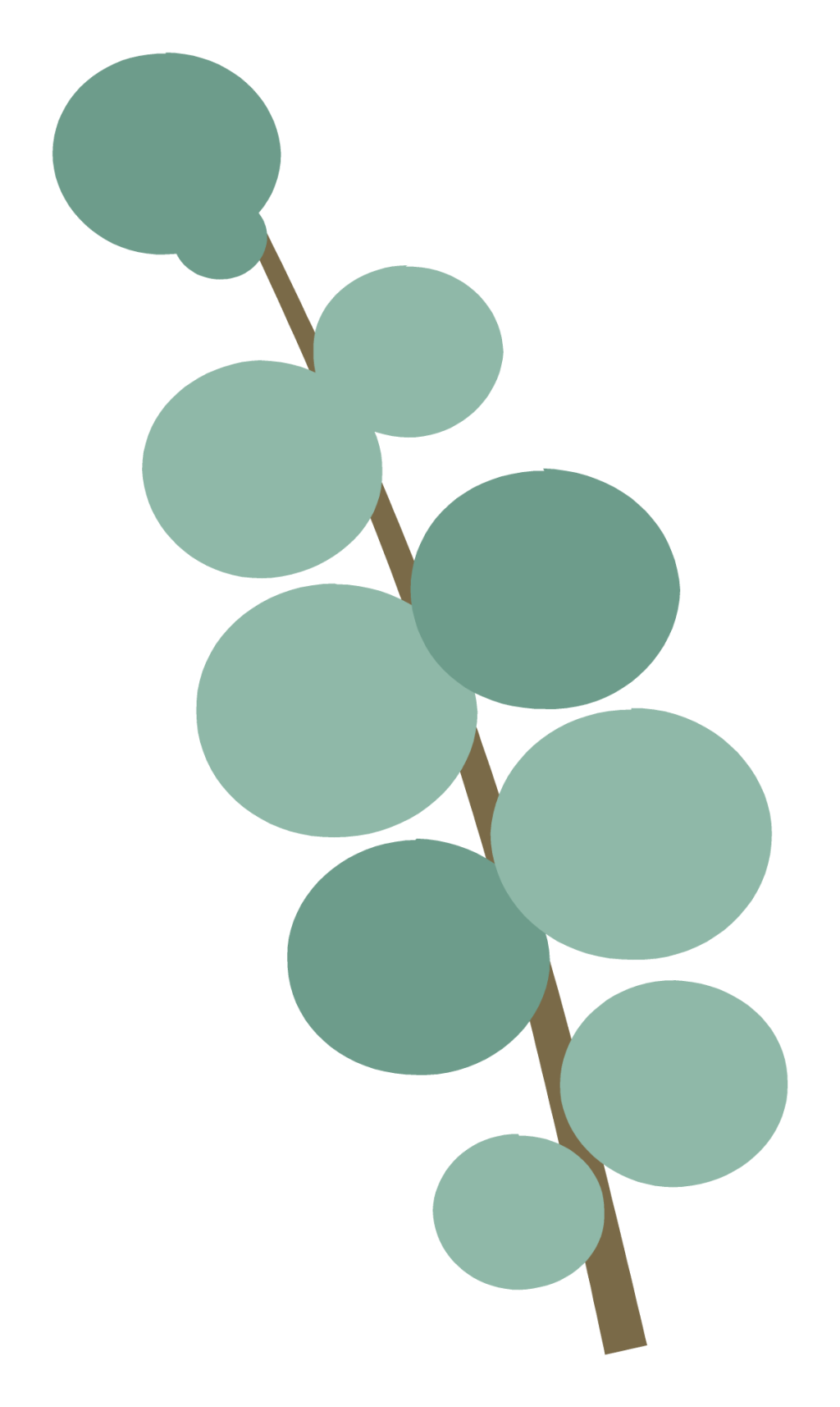 A eucalyptus branch with round blue-green leaves alternating along the stem.