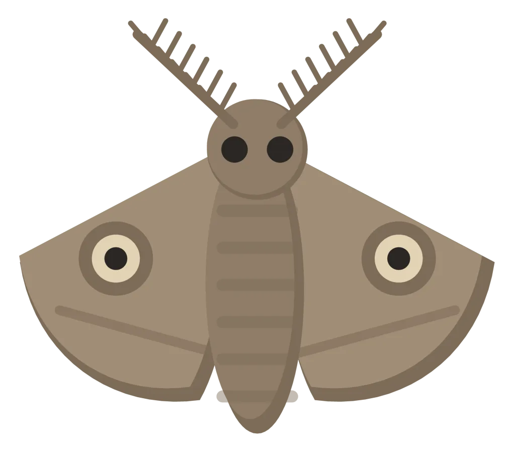 A grey-brown moth seen from above, with wings swept back into a triangle, feathery antennae and a furry body.