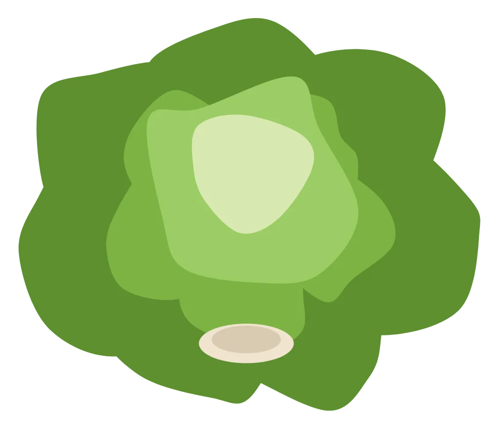 A head of lettuce with loose ruffled outer leaves and a pale heart showing at the top.