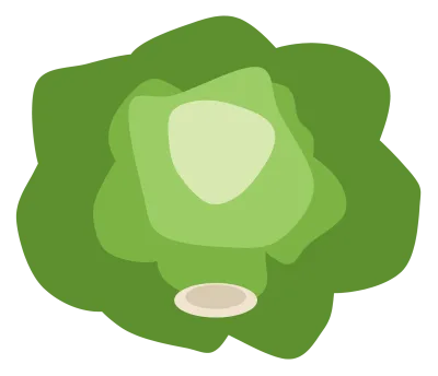 A head of lettuce with loose ruffled outer leaves and a pale heart showing at the top.