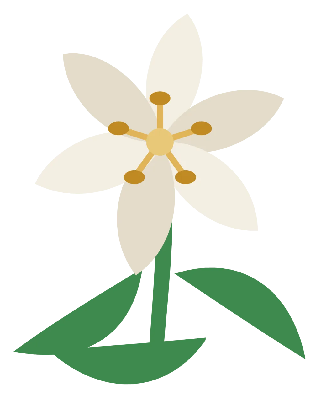 A white Easter lily with six pointed petals, a yellow centre and long green leaves.