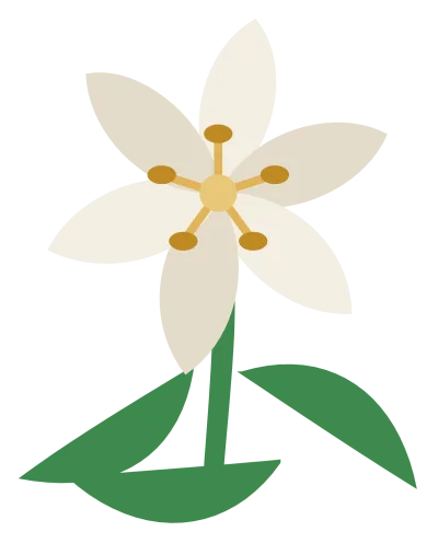 A white Easter lily with six pointed petals, a yellow centre and long green leaves.
