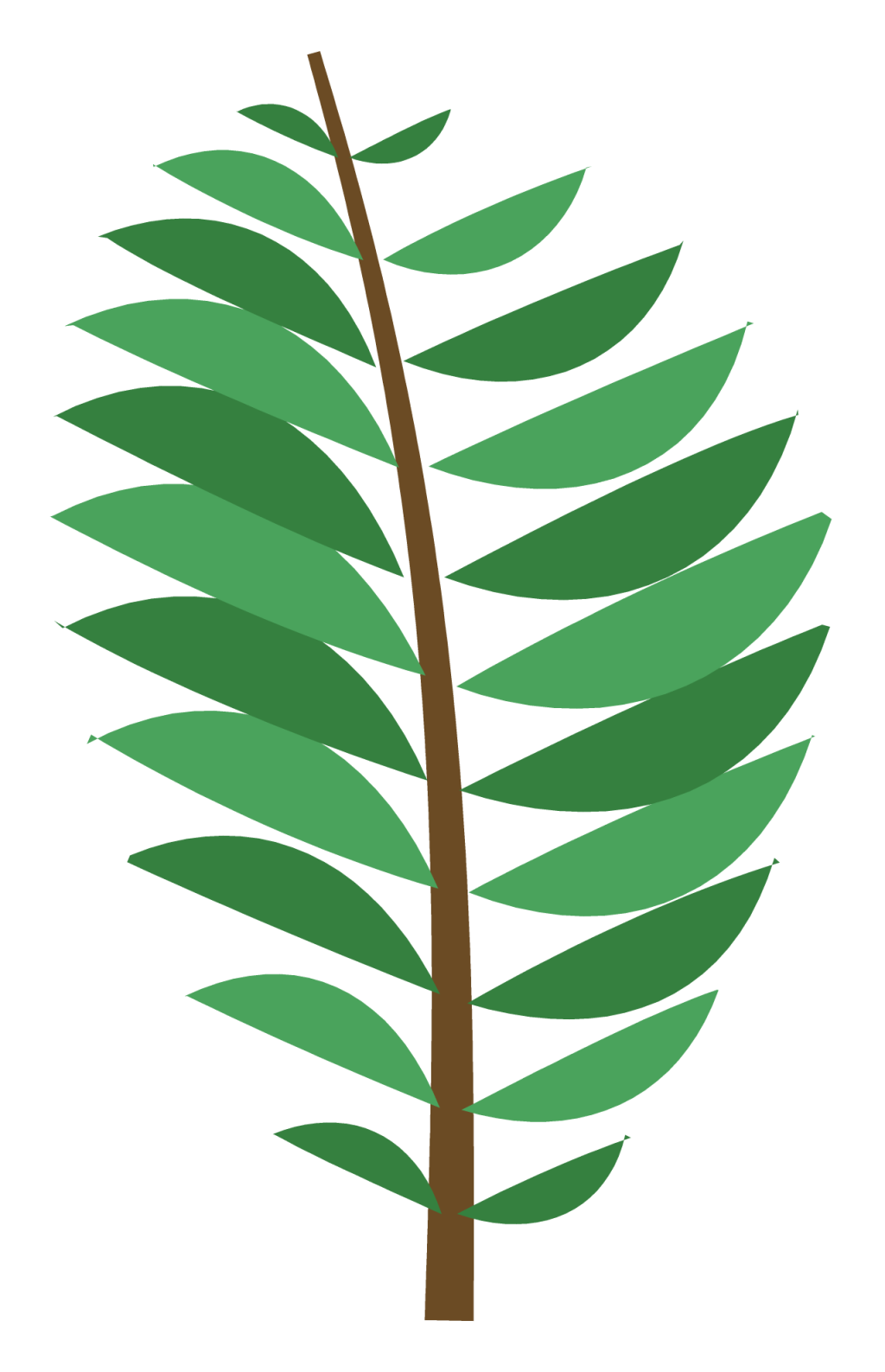 A fern frond with paired leaflets running down both sides of a curved stem.