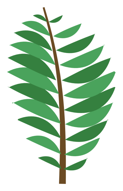 A fern frond with paired leaflets running down both sides of a curved stem.