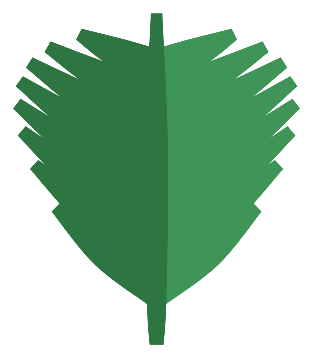 A large palm leaf with long narrow fronds spreading from a central rib.