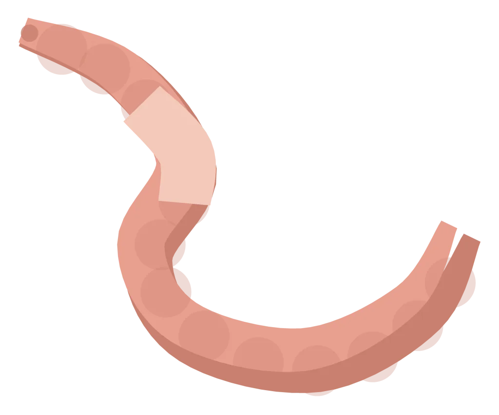 A pink earthworm curved into an S, with visible segments and a paler saddle band around it.