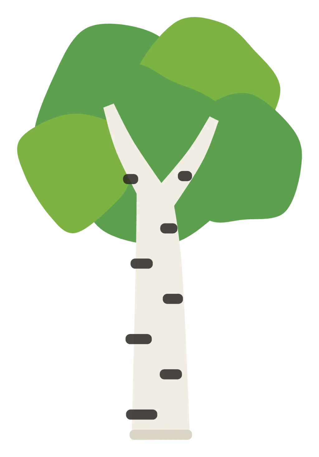 A slender birch tree with white bark marked in black, and a light canopy of small leaves.