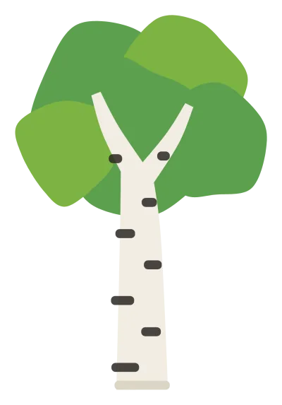 A slender birch tree with white bark marked in black, and a light canopy of small leaves.