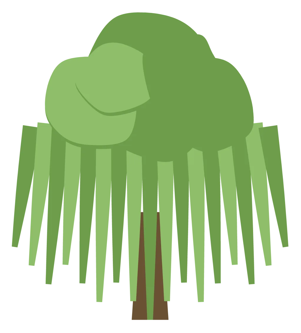A weeping willow with long trailing fronds hanging from a wide arched crown.