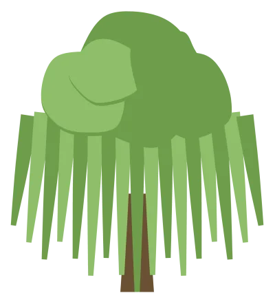 A weeping willow with long trailing fronds hanging from a wide arched crown.